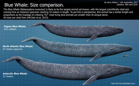 pygmy blue whale size